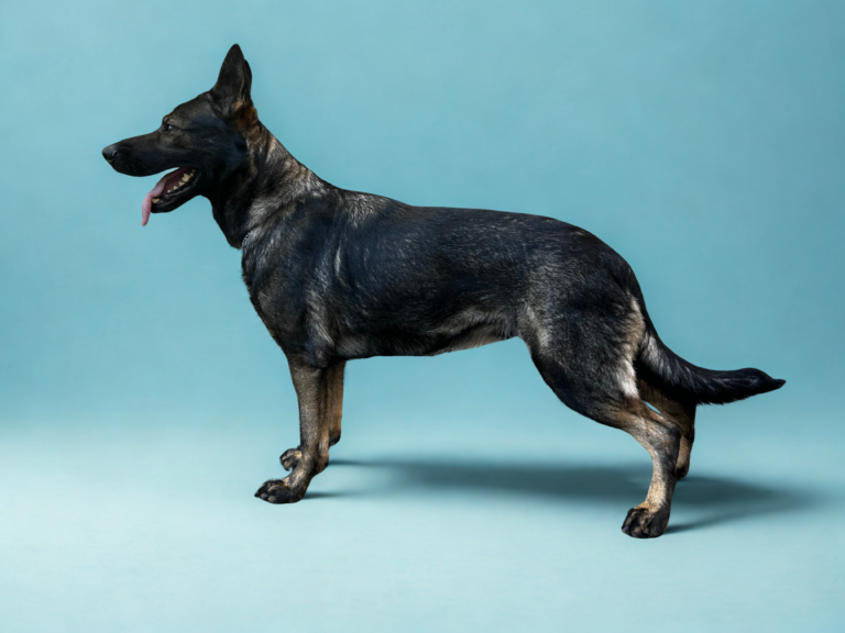 Beautiful Female German Shepherd for Sale