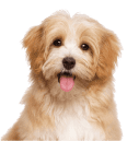 A fluffy light brown and white dog with medium-length fur sits facing forward, mouth open and tongue out, against a plain white background.