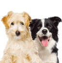 Two dogs sitting side by side; one is a light-colored, shaggy-haired dog and the other is a black and white dog with its tongue out.