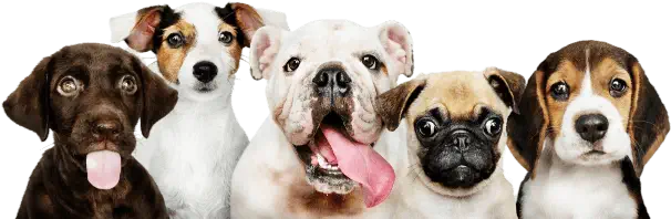 Five dogs of different breeds sit in a row, facing forward. Two have their tongues out, and all have varied expressions.