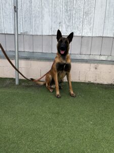 A Belgian Malinois dog sits on artificial grass, leashed to a metal pole, in front of a wooden and concrete wall.