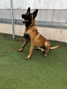 A Belgian Malinois dog with a leash sits on artificial grass near a wall, looking upwards with its mouth open.