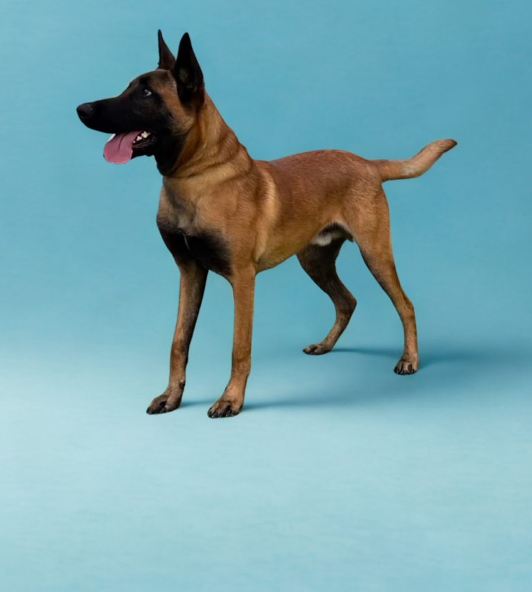 A Belgian Malinois dog stands on a light blue background with its mouth open and tongue out, looking to the left.