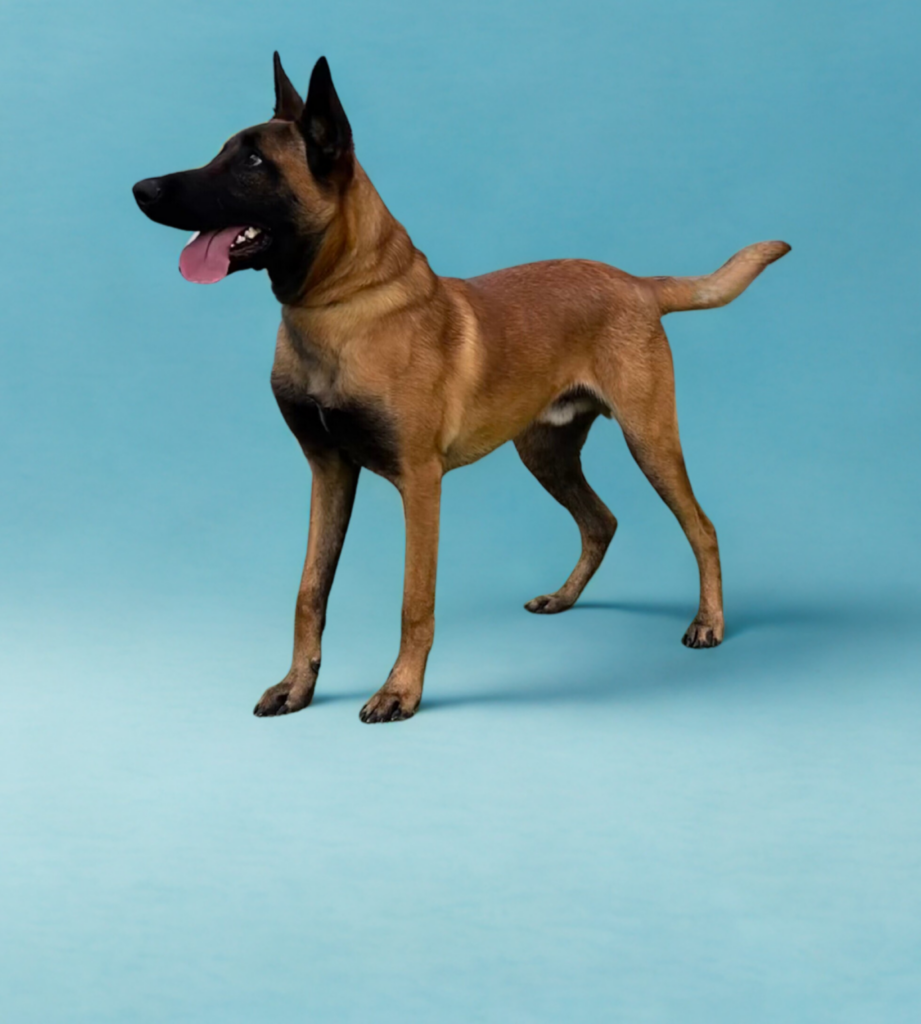 A Belgian Malinois dog stands on a light blue background with its mouth open and tongue out, looking to the left.