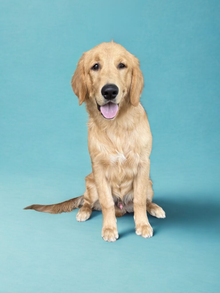 Golden retriever dog sitting on a blue background, facing forward with mouth slightly open and tongue visible. Male Golden Retriever Puppy For Sale.