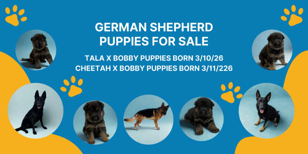 German Shepherd Puppies for Sale
