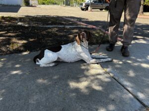 A brown and white dog lies on a shaded sidewalk next to a person standing with a leash.