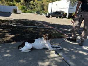 A brown and white dog is lying on a sidewalk on a leash, held by a person standing nearby in an outdoor urban area with buildings and trees.