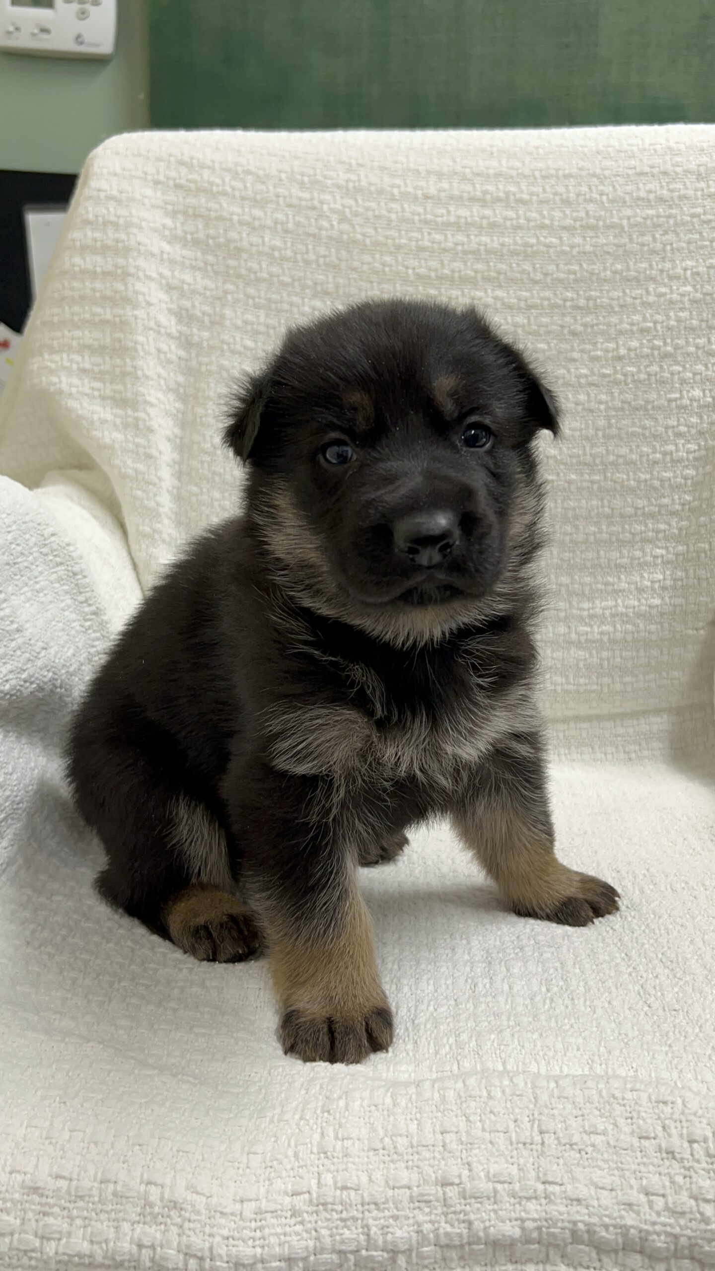 German Shepherd Puppies For Sale