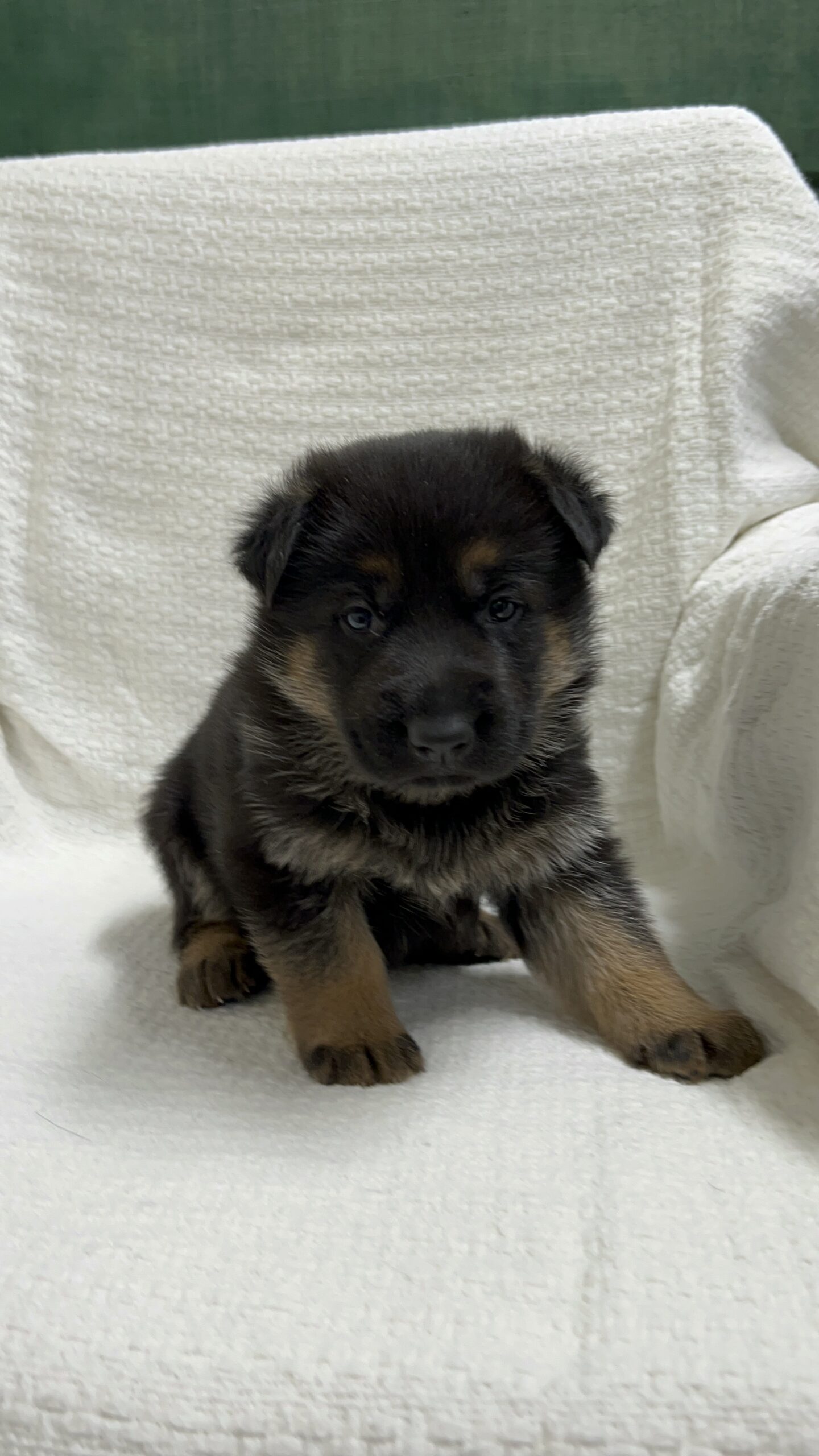 A young German Shepherd puppy with black and tan fur sits on a white textured blanket, looking directly at the camera. German Shepherd Puppy for Sale.
