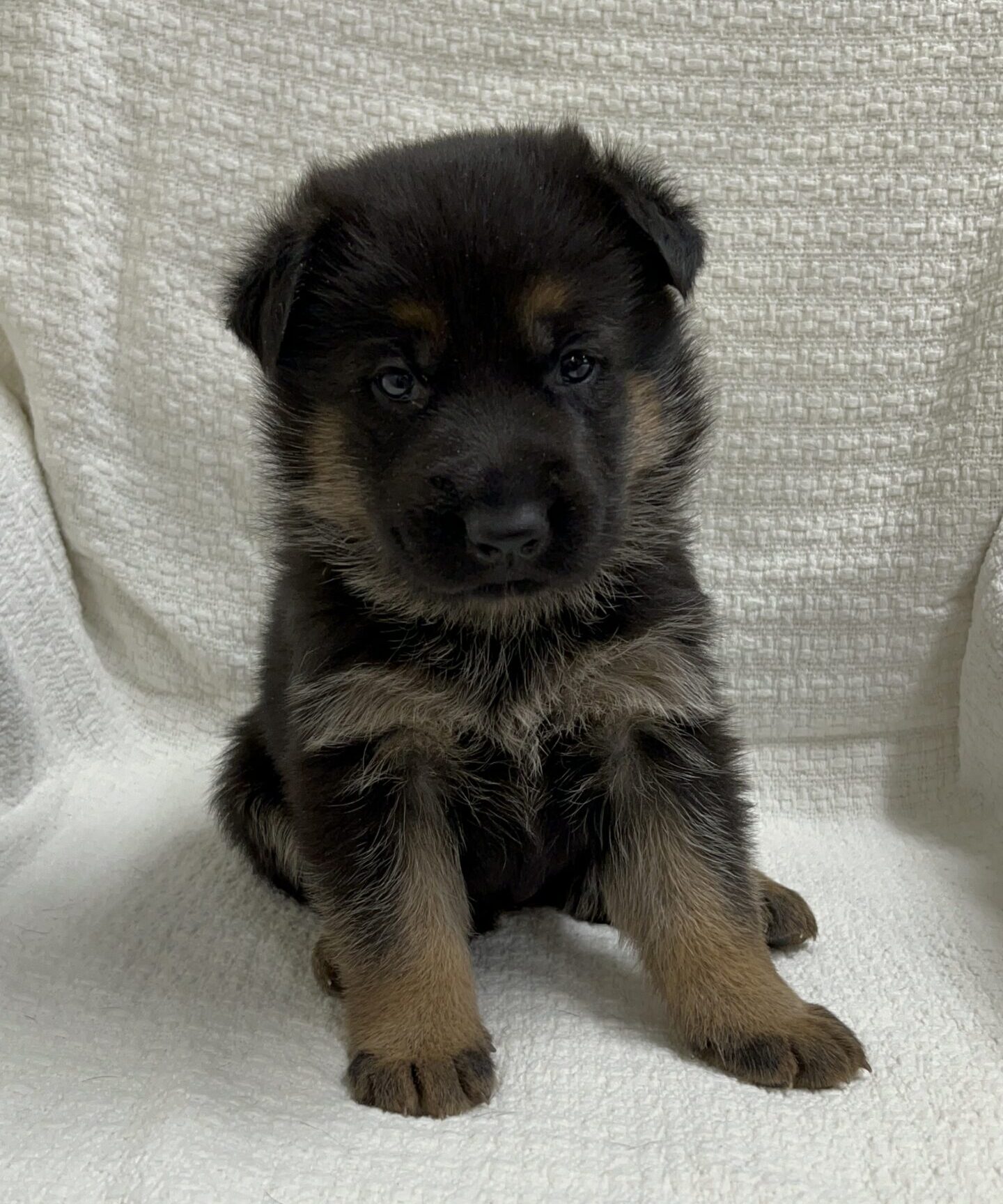 A young black and tan puppy with upright ears sits on a textured white blanket, looking directly at the camera.
