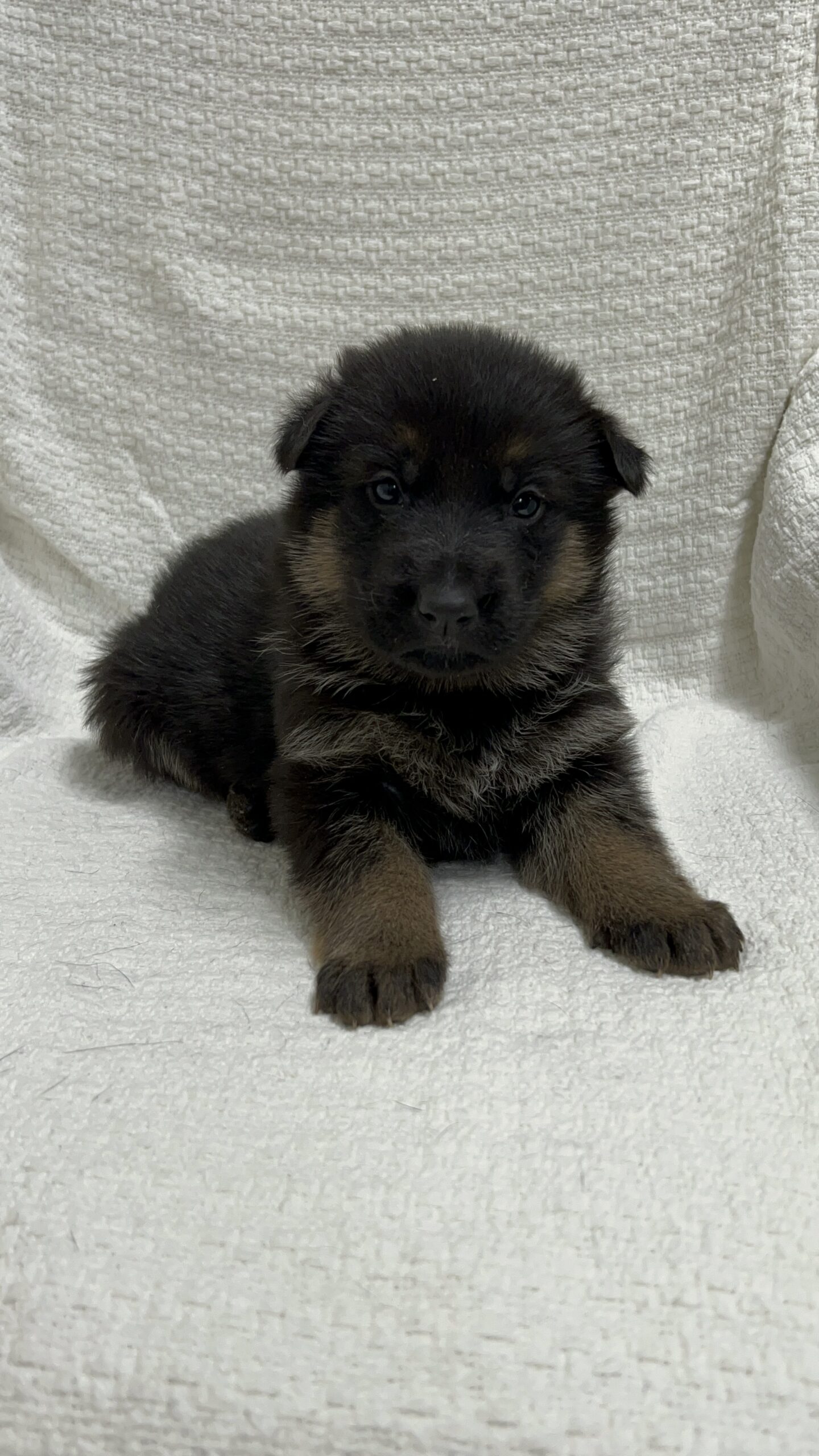 A German Shepherd puppy with black and tan fur lies on a textured white fabric background, facing the camera. German Shepherd Puppies for Sale