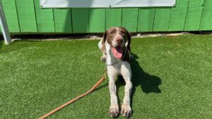 A brown and white dog with a spotted coat lies on artificial grass, panting with its tongue out, on a leash in front of a green wooden wall.