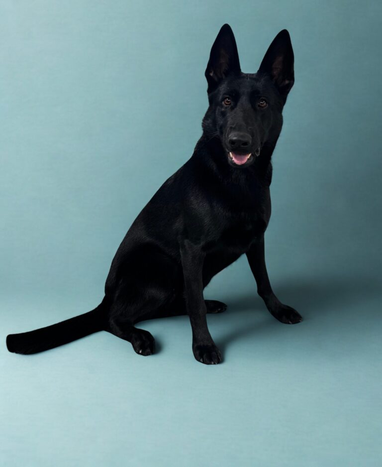A black German Shepherd dog sits on a light blue background, looking forward with ears upright and mouth slightly open.