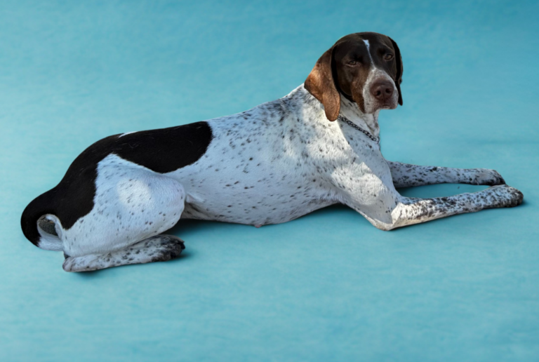 A black and white dog with brown ears lies on a light blue background, looking toward the camera.