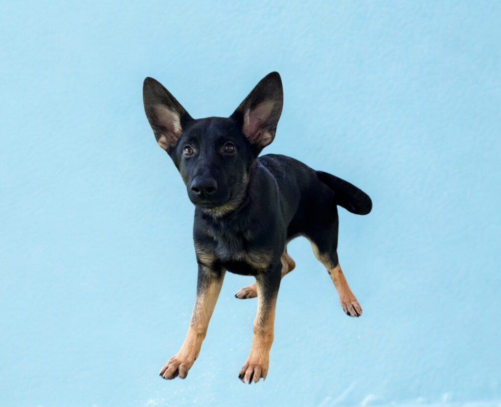 Black and tan dog with large ears mid-jump against a plain light blue background.