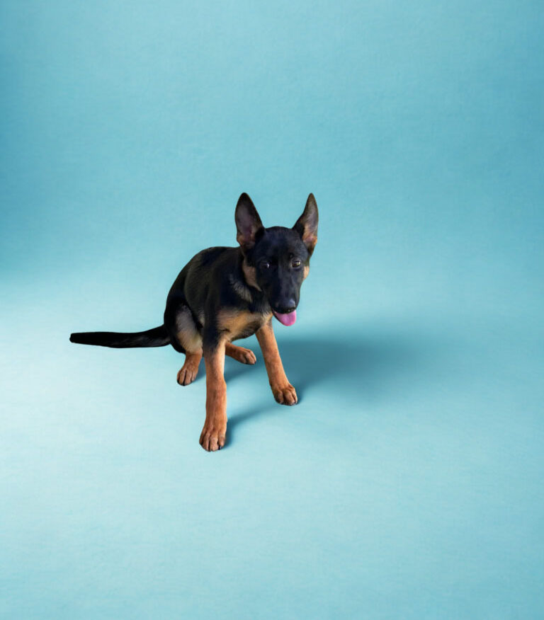 A young German Shepherd sits on a light blue background, facing forward with its tongue out and ears perked up.