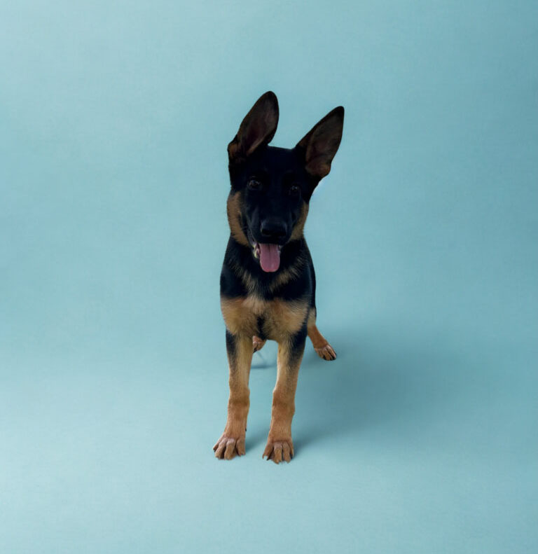 A German Shepherd puppy stands on a light blue background, facing forward with its tongue out and ears perked up.