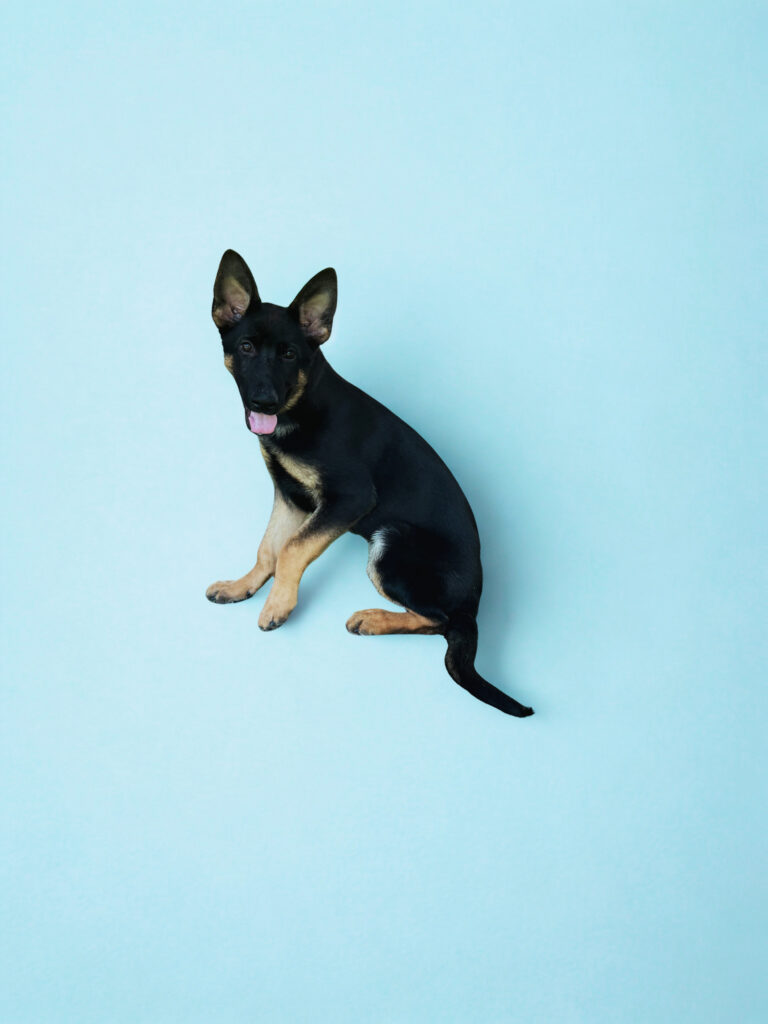 A young German Shepherd puppy sits on a light blue background, facing the camera with its mouth slightly open and tongue out.