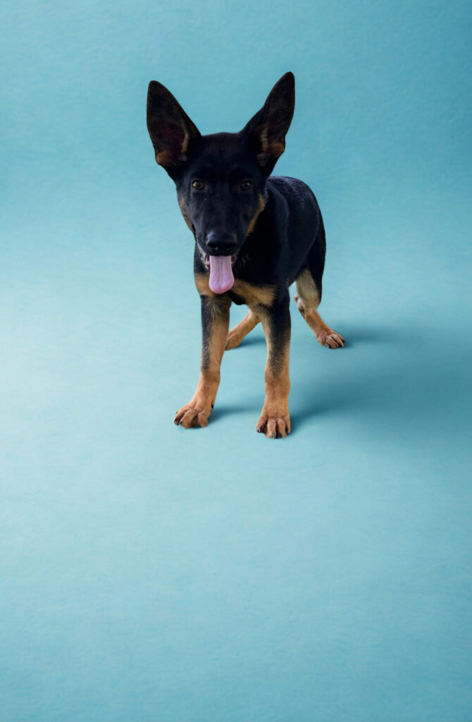 Young black and tan dog with large ears stands on a light blue background, looking forward with its tongue out.