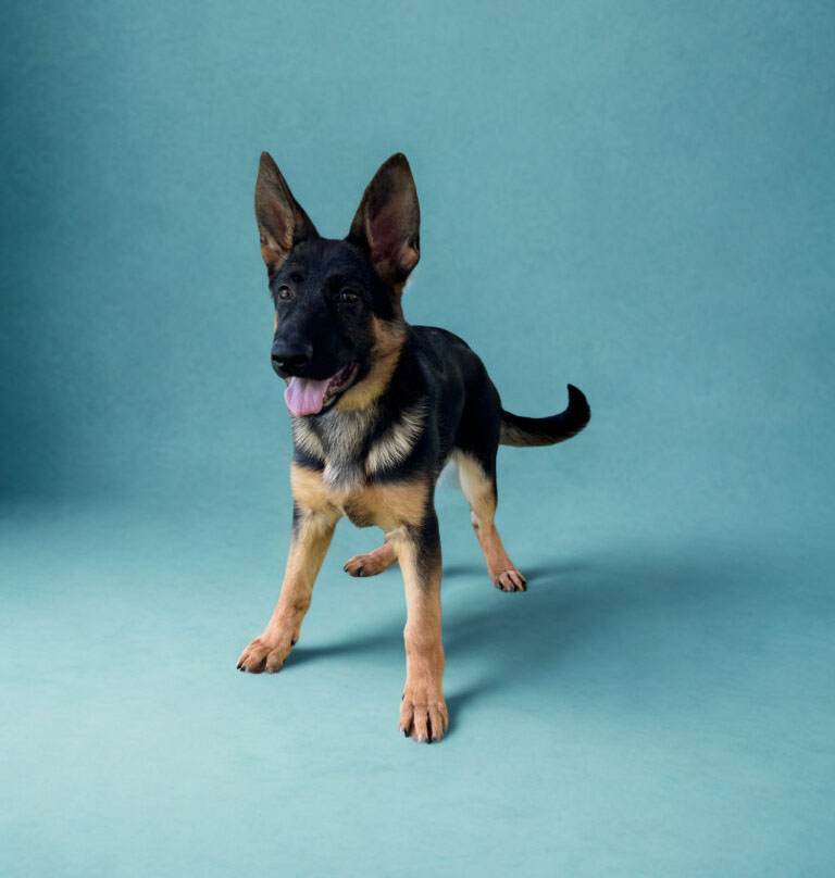 A young German Shepherd stands on a blue background with its tongue out and ears perked up.