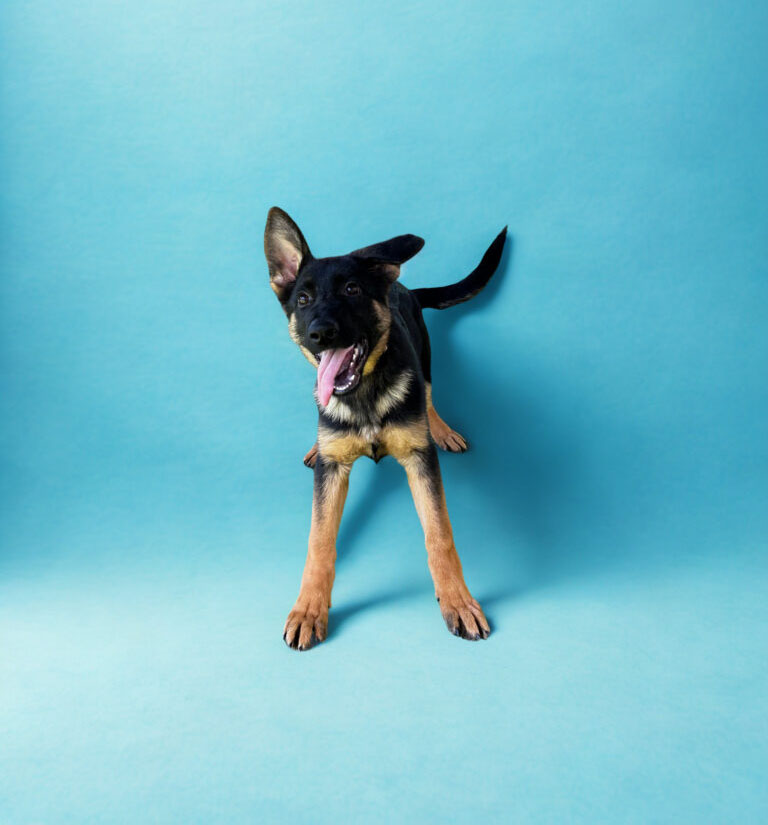 A German Shepherd puppy stands on a blue background with one ear up and tongue out, looking energetic and playful.