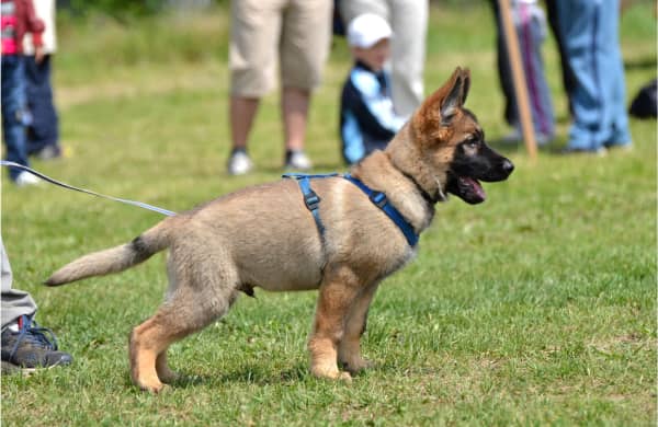 A German Shepherd puppy on a leash stands alert on grass, wearing a harness, with people visible in the blurred background.