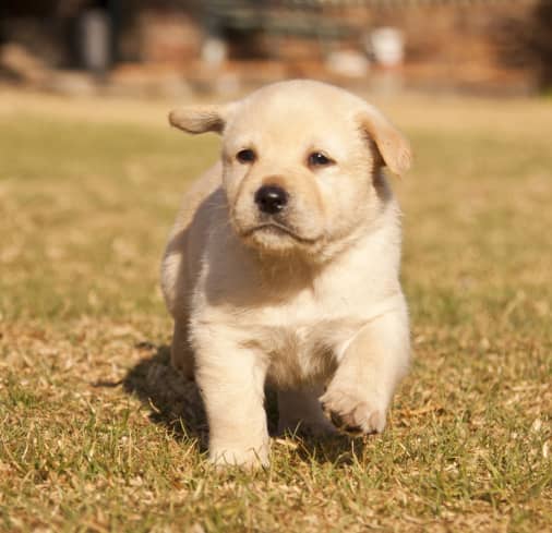 A light-colored puppy walks on grass outside during the day, looking slightly to the side with one paw raised.