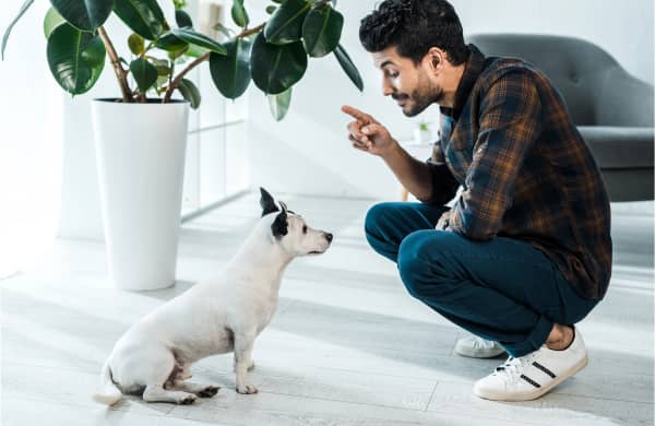 A man crouches and points his finger while looking at a small white dog with black spots sitting on the floor indoors near a large potted plant.