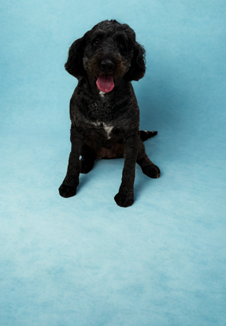 A black dog with curly fur sits on a light blue background, looking at the camera with its mouth open and tongue out.