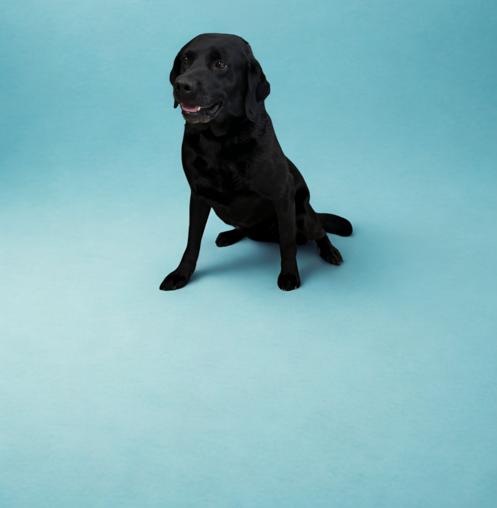 A black Labrador retriever sits on a light blue background, looking slightly to the side with mouth slightly open.