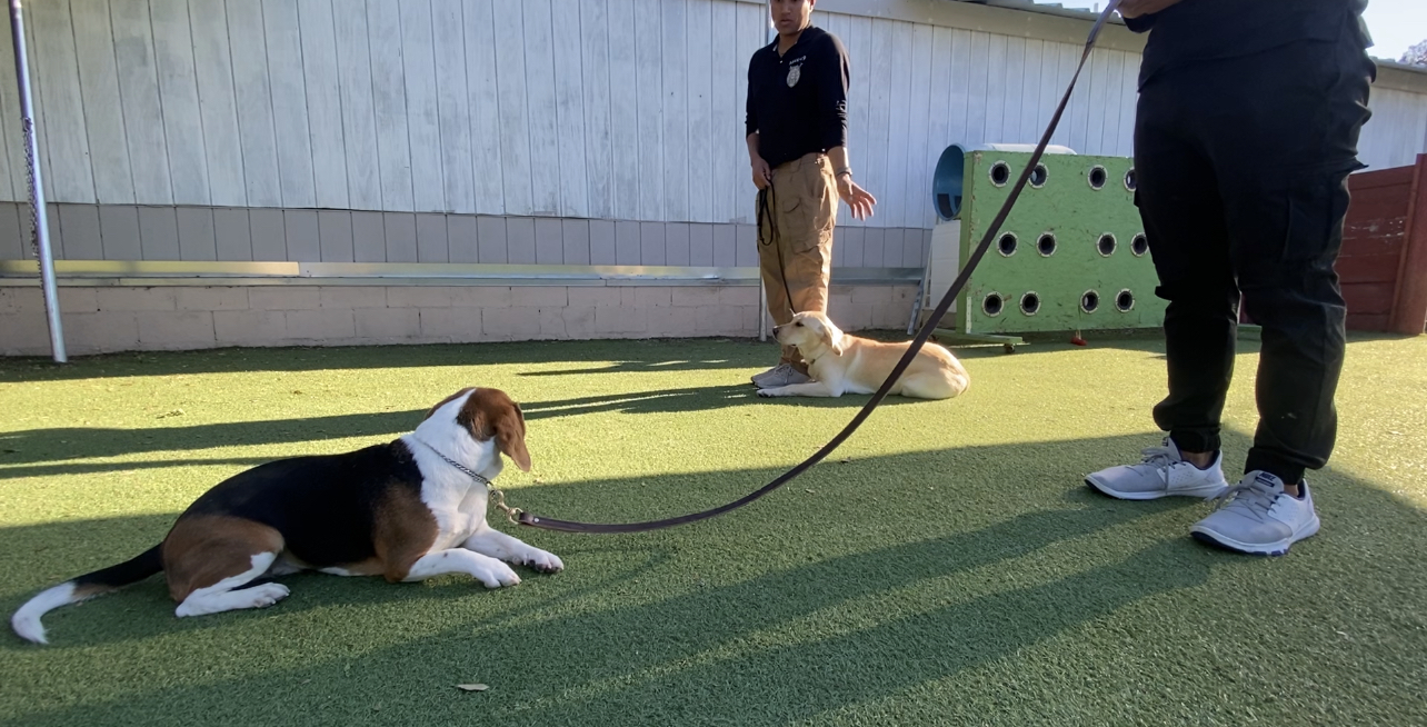 Two people are training two dogs on leashes outdoors on artificial grass near a white building. The dogs are lying down while the people stand and observe.