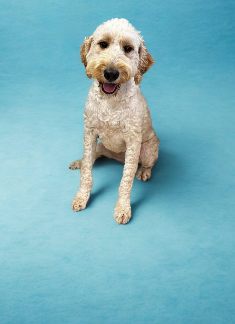 A small, curly-haired dog sits on a light blue background, looking at the camera with its mouth open.