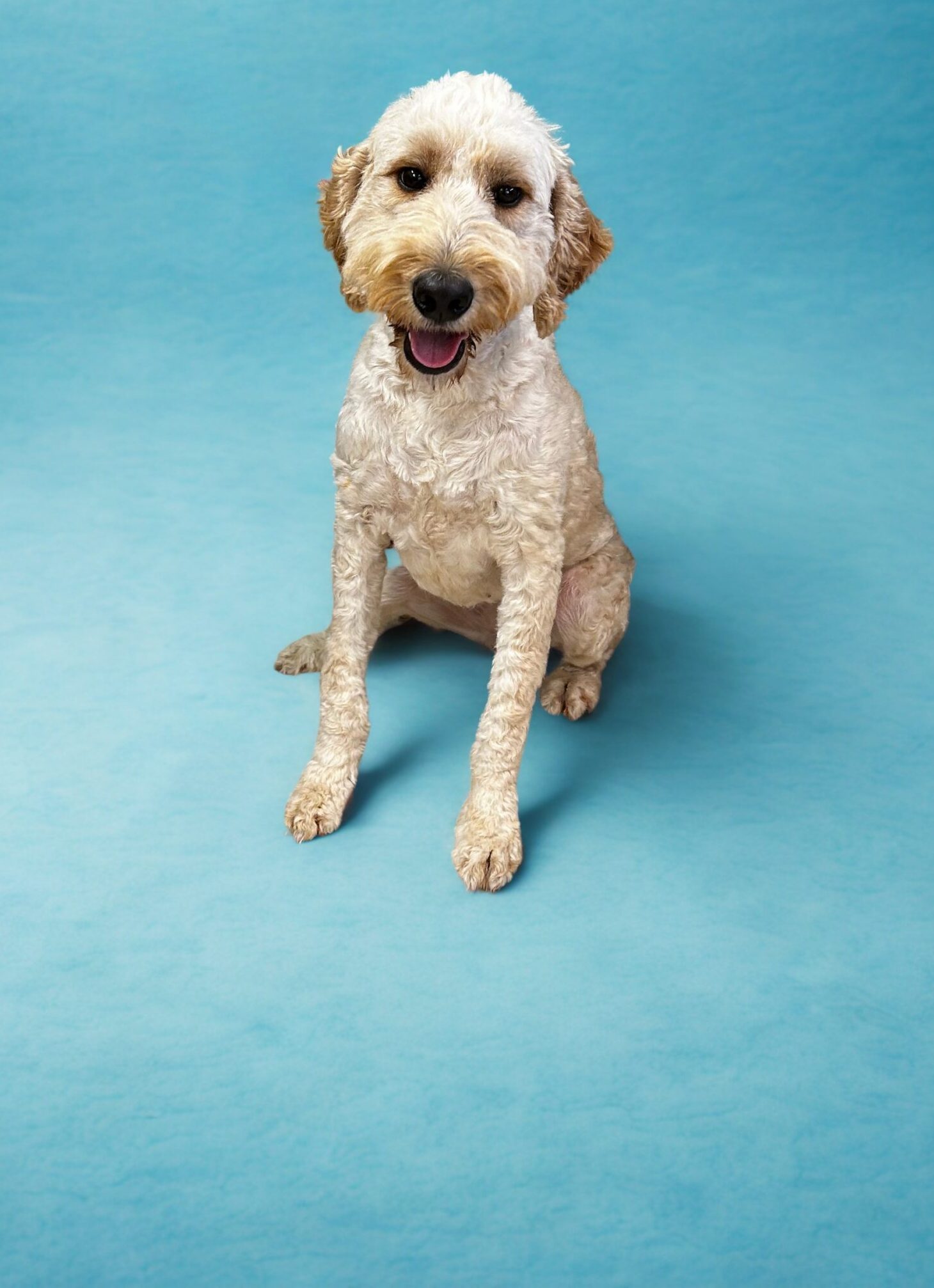 A small, curly-haired dog sits on a light blue background, looking at the camera with its mouth open.