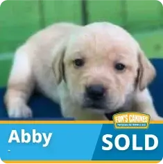 A light-colored Labrador puppy lies down on a blue surface; text overlay reads “Abby” and “SOLD” with a Fox’s Canines logo.