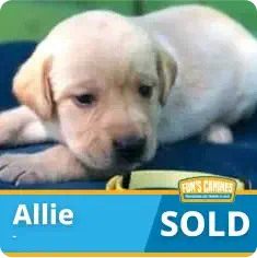 Yellow Labrador puppy lying down with a yellow collar next to her. Text on image reads “Allie” and “SOLD” with a logo in the lower right corner.