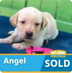A small light-colored puppy lies on a blue surface next to a pink collar. The image has text: “Angel SOLD” and a Fon’s Canines logo.
