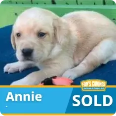 Cream-colored Labrador puppy lying on a blue surface with the name “Annie” and a “SOLD” label in the bottom corner.