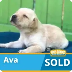 Light-colored puppy lying on a blue blanket with eyes closed; text reads “Ava” and “SOLD” against a green fence background.