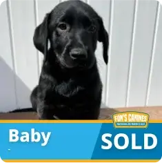 Black puppy sitting in front of a white wall with a “SOLD” label and the name “Baby” displayed in the image.