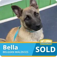 A Belgian Malinois puppy with a blue collar sits indoors. Text on the image reads “Bella, Belgian Malinois, SOLD.”.