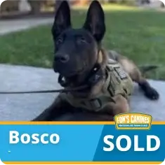 A black Belgian Malinois dog wearing a harness lies on the ground. Text on the image reads “Bosco SOLD” with a logo in the corner.