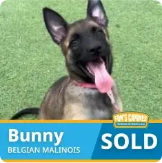 A Belgian Malinois puppy with ears up sits on grass, tongue out. A label reads “Bunny SOLD” with a pet store logo.