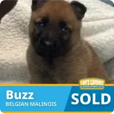 A Belgian Malinois puppy named Buzz sits on a light blanket. The image includes text stating “Buzz,” “Belgian Malinois,” and “SOLD.”.