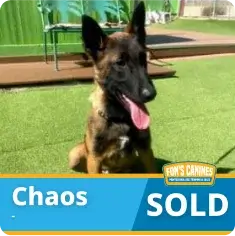 A Belgian Malinois named Chaos sits on artificial grass, with a “SOLD” label and “Funs Canines” logo in the foreground.