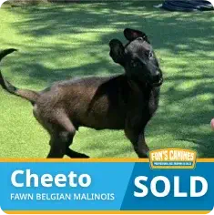 A black Belgian Malinois puppy stands on grass. The text overlay reads “Cheeto, Fawn Belgian Malinois, SOLD” with a small “Fawn’s Canines” logo.