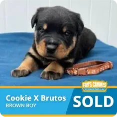 A black and brown Rottweiler puppy lies on a blue surface next to a brown collar. A label below reads “Cookie X Brutos, Brown Boy, Sold.”.