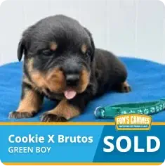 A small black and brown puppy lies on a blue blanket next to a green collar. Text reads “Cookie X Brutos Green Boy” and “SOLD.”.