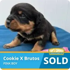 A black and brown puppy sits on a blue surface. Text reads “Cookie X Brutos, Pink Boy, SOLD” with a Finn’s Canine logo in the corner.
