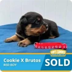 A black and brown puppy lies on a blue blanket next to a red collar. Text reads “Cookie X Brutos RED BOY” and “SOLD.”.